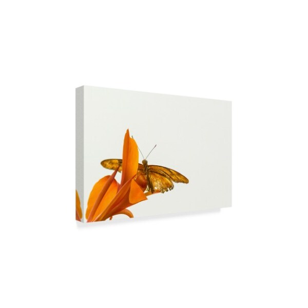 Chris Moyer 'A Kiss Of Orange' Canvas Art,22x32